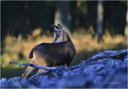 <p>KAMZÍK HORSKÝ (Rupicapra rupicapra) Lužické hory, Studenec ---- /Chamois - Gämse/</p>